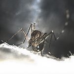 UC San Diego Researchers Join $14.9 Million Fight Against Disease-transmitting Mosquitoes