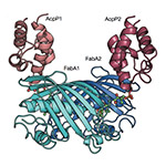 Biosynthesis Captured in Motion