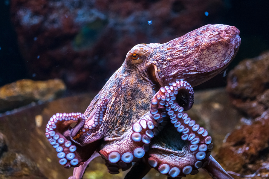 an octopus in the ocean