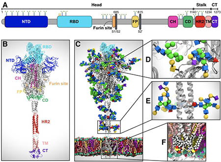 Visualizations of Proteins