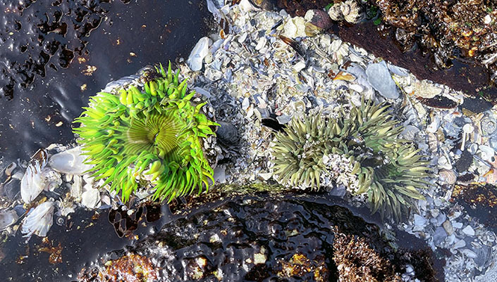 A neon-green sea anemone next to sea anemones in muted olive and gray-green hues