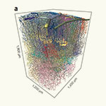 Three Generations of UC San Diego Physicists Plumb the Microvasculature of the Mammalian Brain