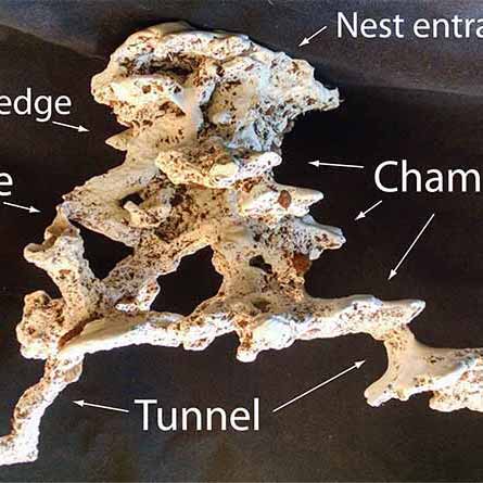 Study Finds More Tunnels in Ant Nests Means More Food for Colony