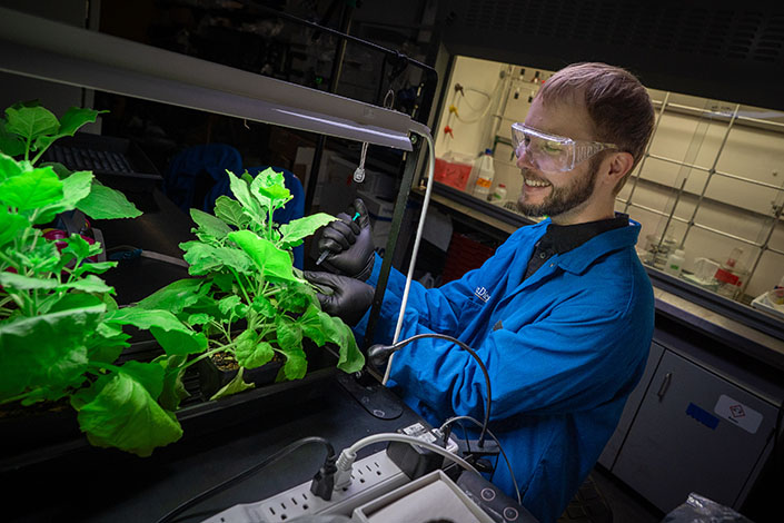 Person in a blue labcoat holds a syringe against the leaf of a plant in the lab.