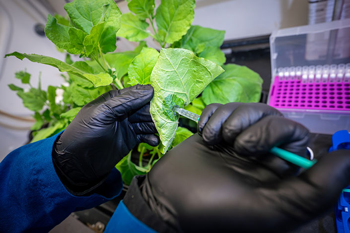 Two hands wearing black plastic gloves hold a syringe against a plant leaf.