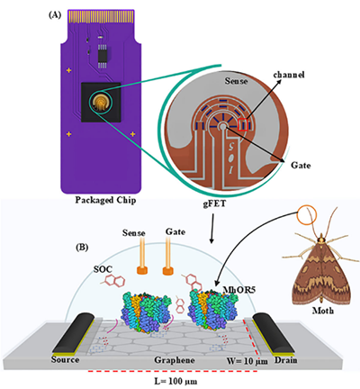 illustration of the packaged chip, above illustration of the gfet sensor architecture