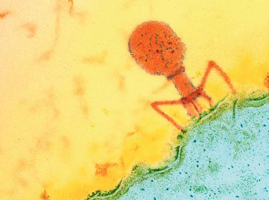 Bacteriophage