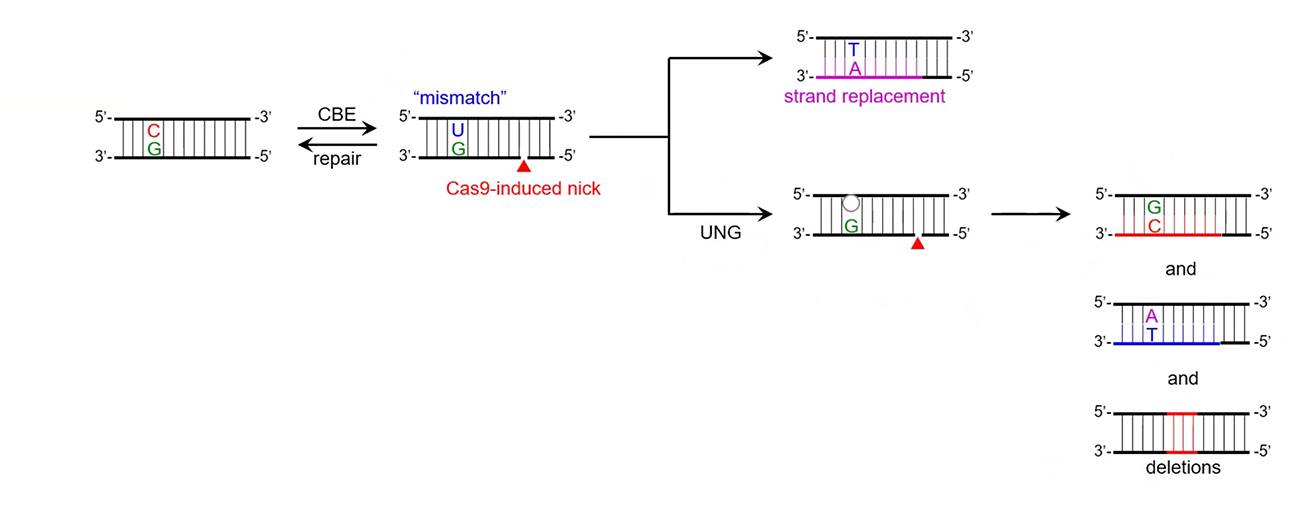 遺伝子編集ツールの仕組みに新知見(A Better Understanding of How Gene Editing Tools Work)