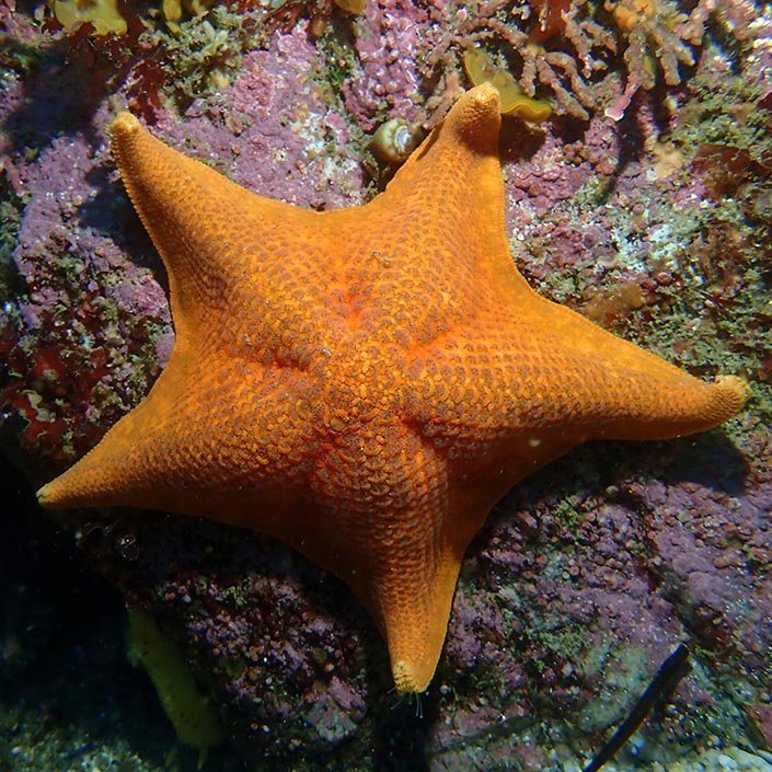 An orange bat star (Patiria miniata) observed in the wild off the Central Coast of California.