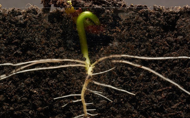 Growth-promoting, Anti-aging Retinal at the Root of Plant Growth Too