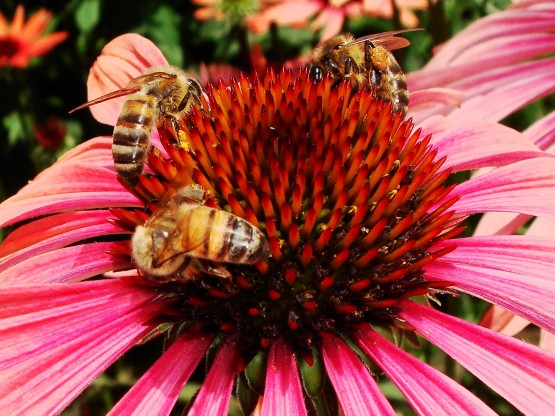Commonly Used Pesticide Turns Honey Bees into ‘Picky Eaters’