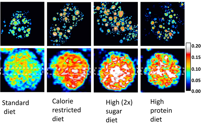 Images represent lipid metabolism in fruit flies fed different diets.