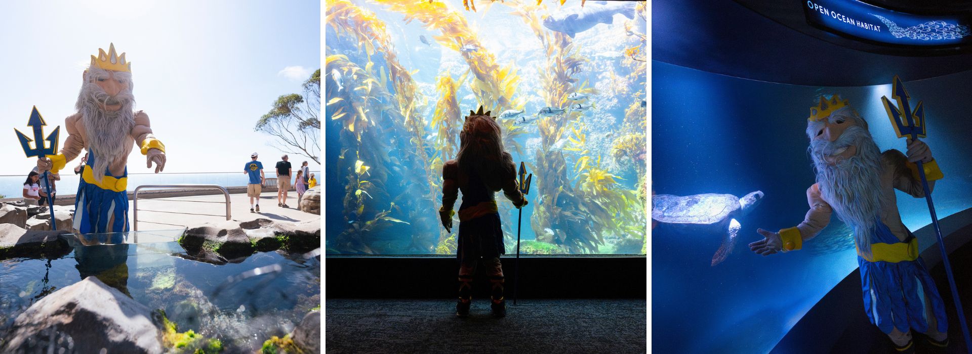Three images of King Triton at the aquarium.