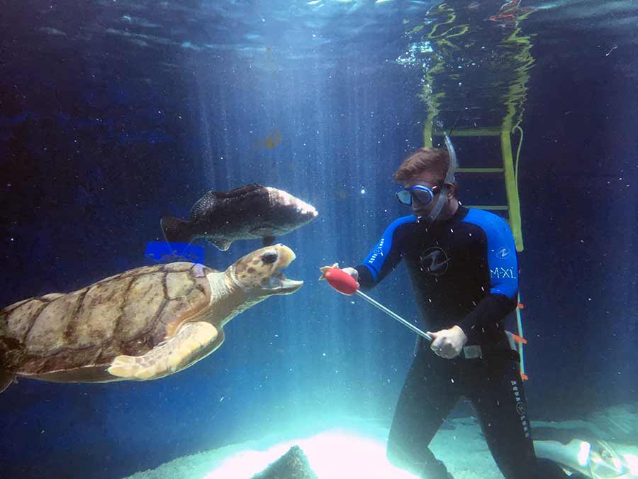 aquarium employee feeding a turtle