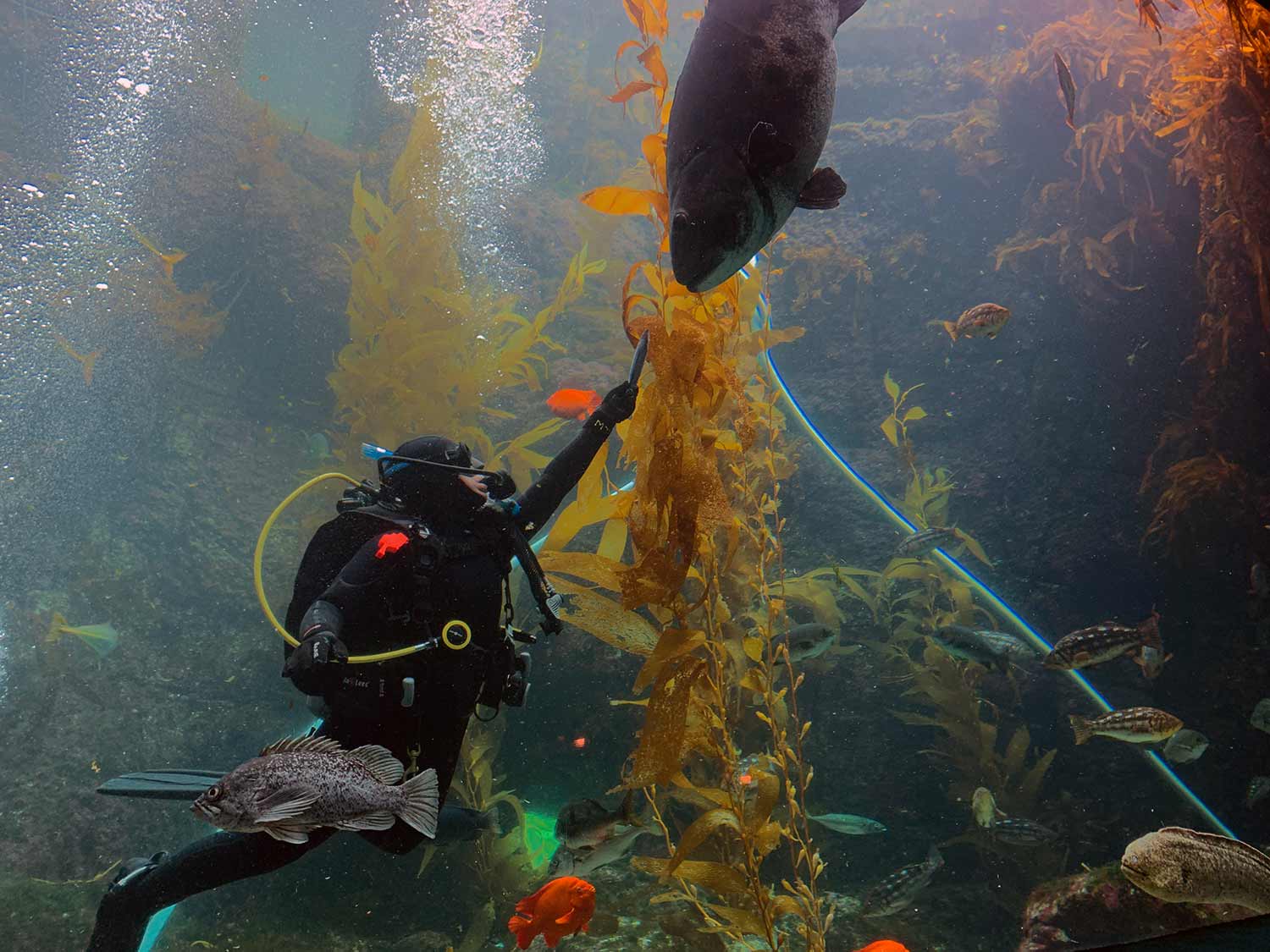 Birch Aquarium successfully spawns three critically endangered