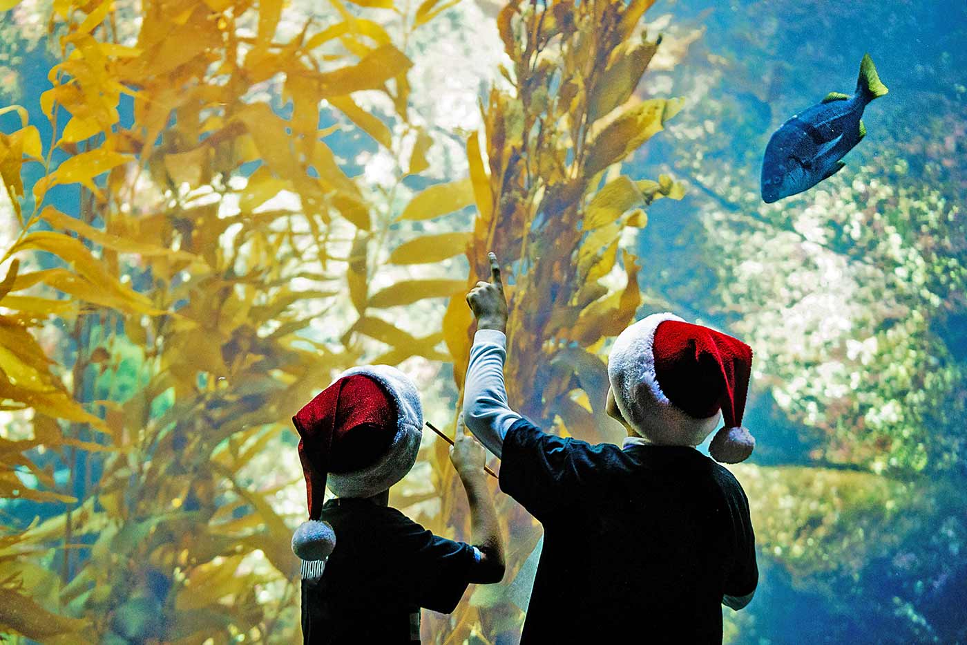 Tank at Birch Aquarium.