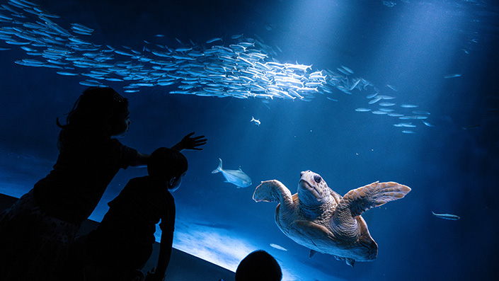 Three children peer into aquarium tank containing sea turtle and school of fish