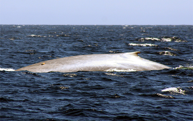A blue whale surfaces off of Southern California, showing the tag that records calls and pressure changes. 