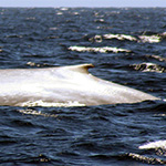 Recordings Spout Secrets behind Blue Whale Behavior