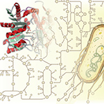 Science study shows ‘promiscuous’ enzymes still prevalent in metabolism