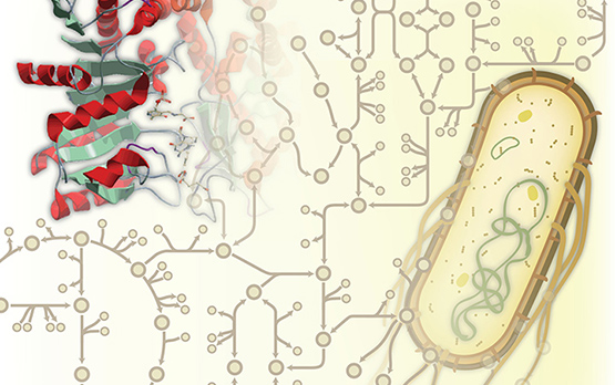 Science study shows ‘promiscuous’ enzymes still prevalent in metabolism