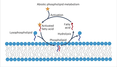 illustration of cycle of lysophopholipid to phospholipid to cell mebrane
