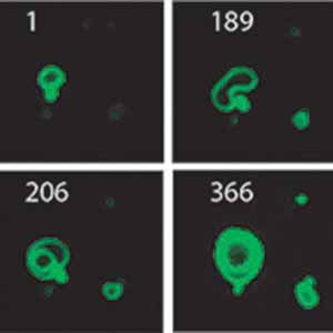 Scientists Create Synthetic Membranes That Grow Like Living Cells