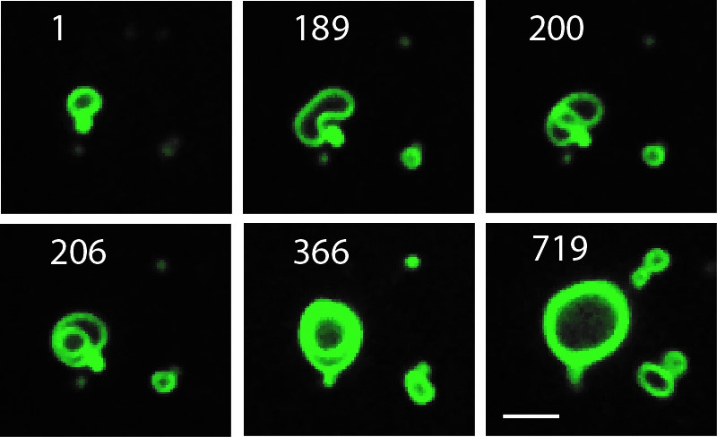 Photo: Growing cell membranes are seen in this time lapse sequence
