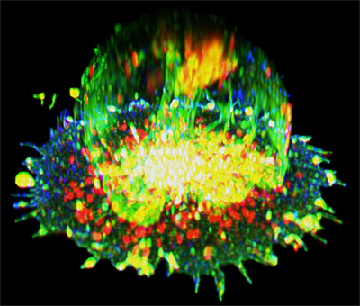 Immunofluorescence imaging captures an auto-signaling T cell