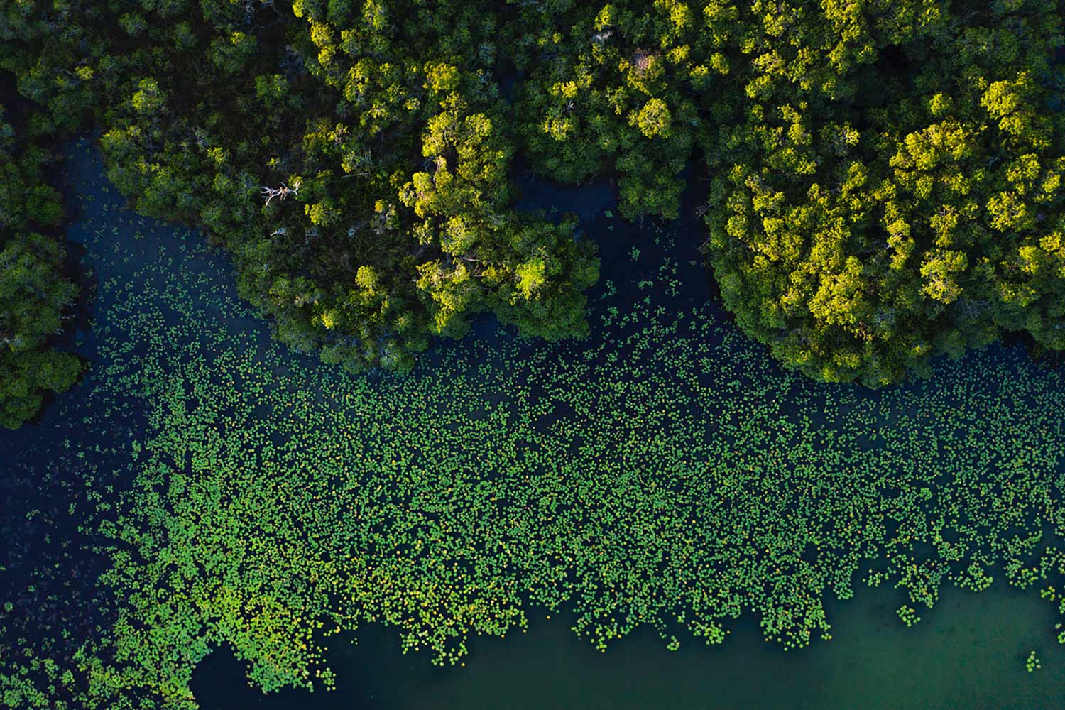 Aerial photo of mangrove ecosystem.