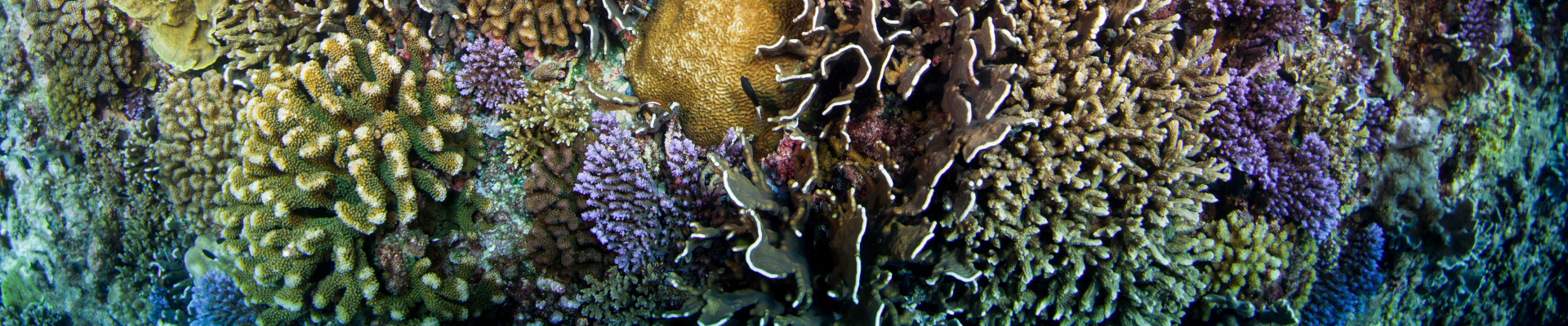 Underwater image of coral reef