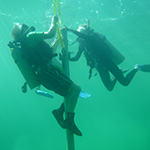 Study Finds Parrotfish are Critical to Coral Reef Health