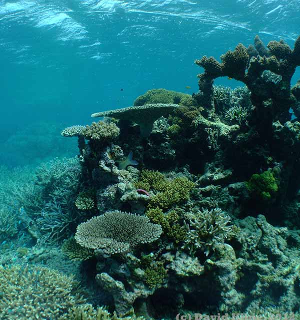 Photo: Heron Reef flat, a coral reef located in the southern part of Australia’s Great Barrier Reef