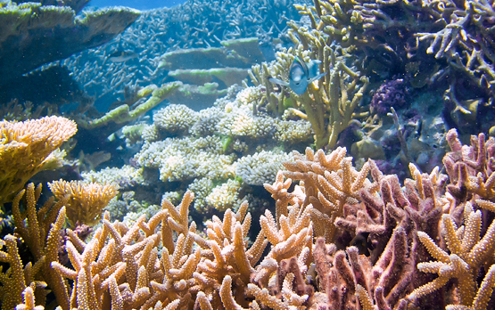 Heat and Cold Damage Corals in Their Own Ways, Scripps Study Shows
