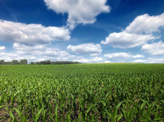 New Plant Protein Discoveries Could Ease Global Food and Fuel Demands