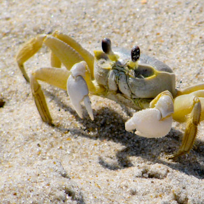 Scientists Discover New Method of Communication in Crabs