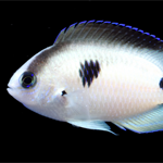 Scientists Identify New Species of Damselfish