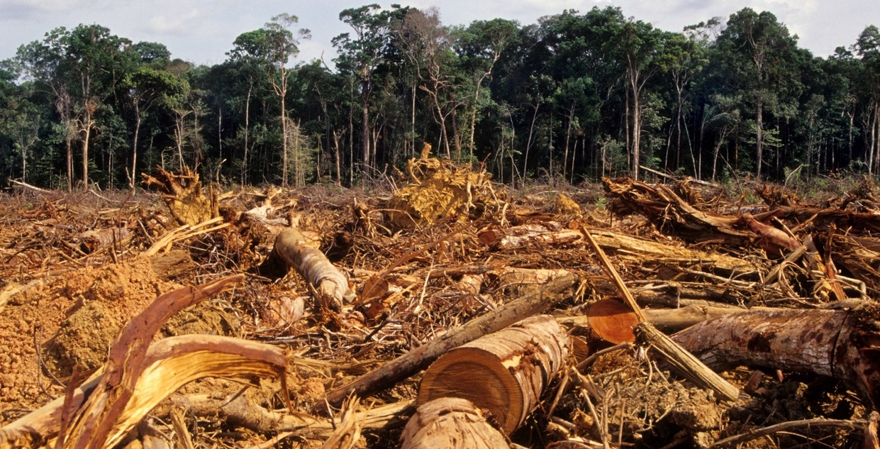 https://today.ucsd.edu/news_uploads/deforestation-2.jpg