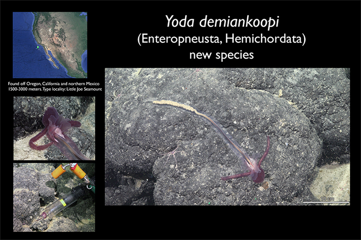 A compilation image featuring photos of a deep-sea acorn worm near the seafloor.