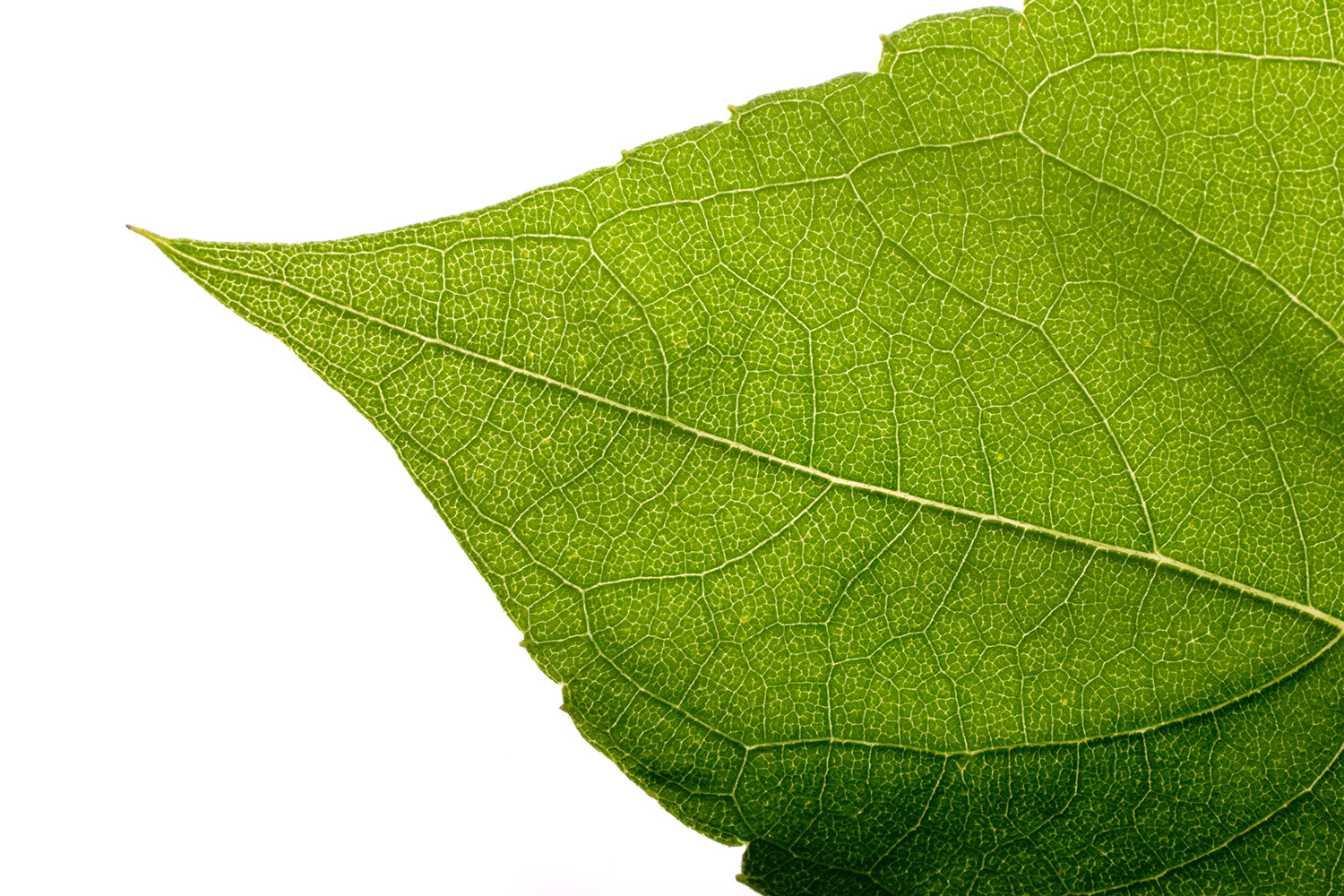 High Resolution Leaf Image
