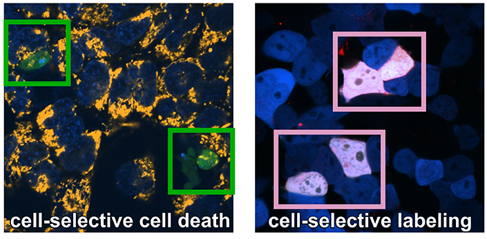 プログラム可能化学への新たな一歩、副作用低減に期待（New Step Toward Programmable Chemistry May Help Reduce Drug Side Effects）