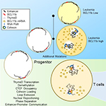 Locking Down the Big Bang of Immune Cells