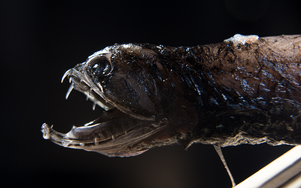 Researchers Discover What Makes Deep-Sea Dragonfish Teeth Transparent