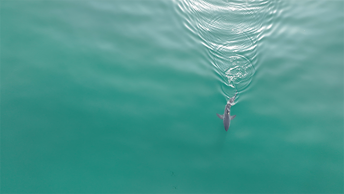 Aerial view of a juvenile great white shark swimming along the San Diego coast on a calm day. Photo: CSULB Shark Lab