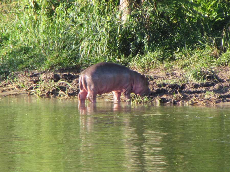 hippo on the bank of a river