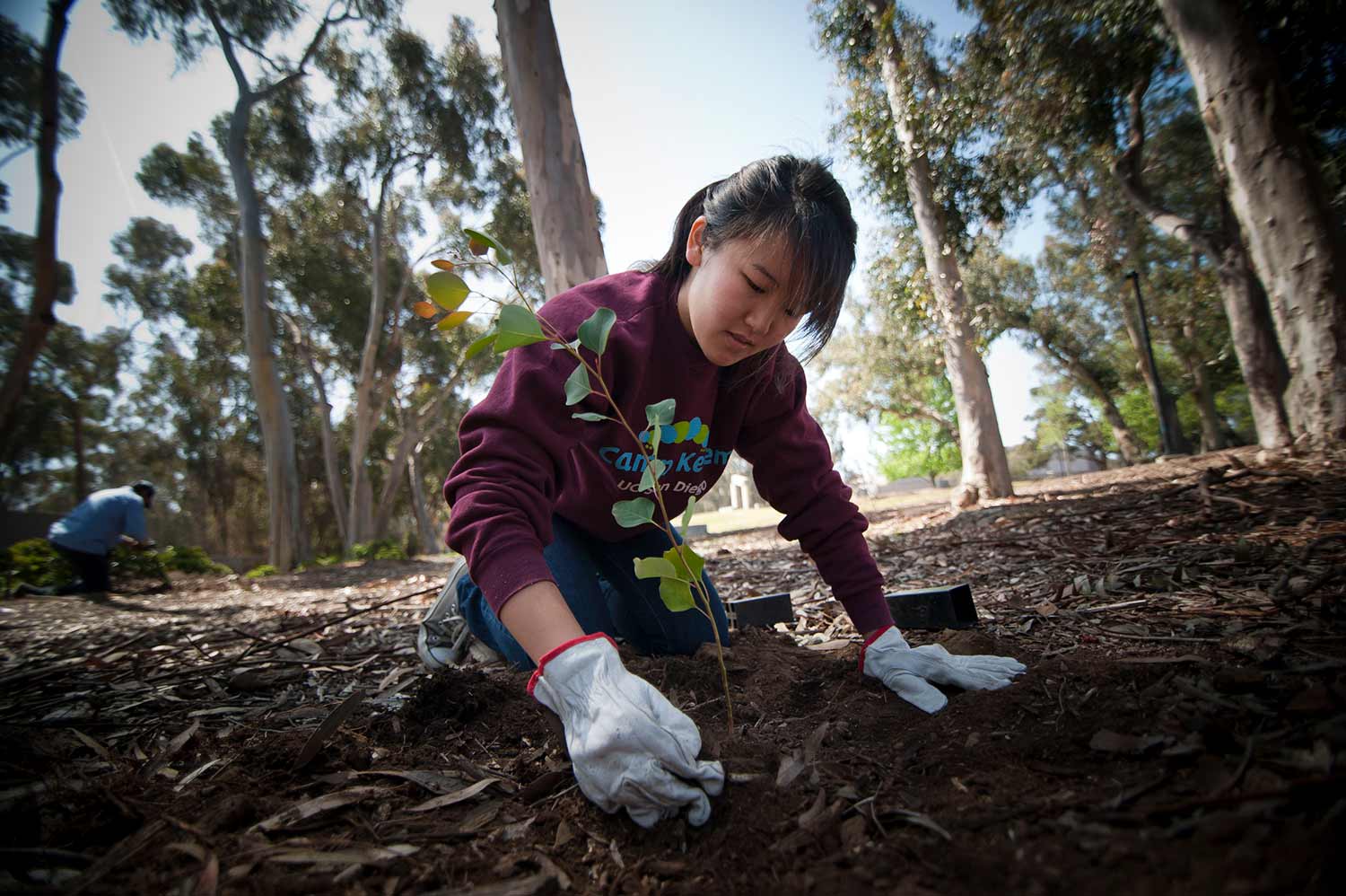 UC San Diego student planting tree for earth month