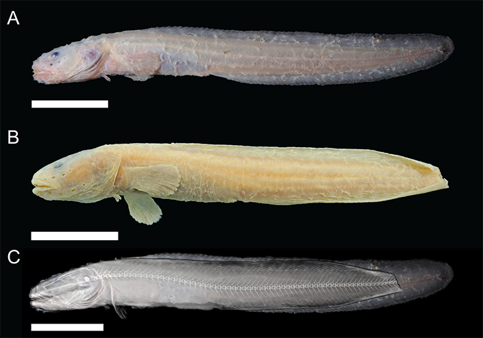 Museum specimens of the fish Pyrolycus jaco. The photo shows this new species (A) freshly collected, (B) preserved, and (C) superimposed with a radiograph (X-ray) to study the skeleton.