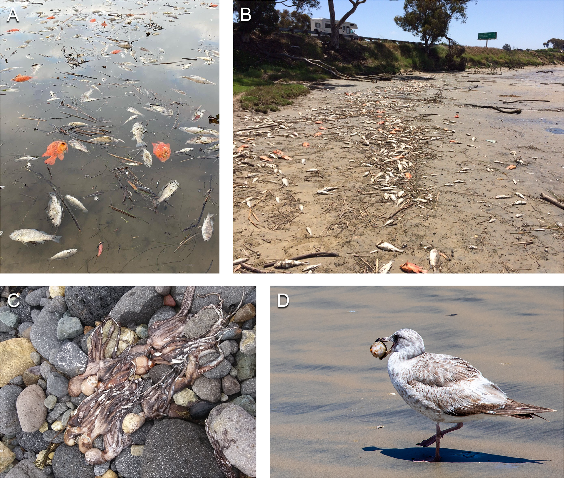 A compilation of photos showing fish and invertebrate mortality during the 2020 red tide, documented by local citizens. We see dead fish in the water and on the shore, dead octopuses, and a seabird with a dead organism in its beak.