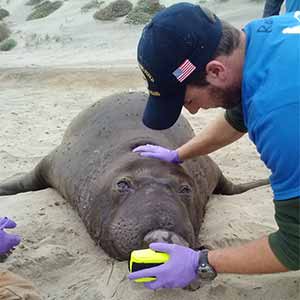 What Elephant Seals Can Tell Us About Using Carbon Monoxide to Heal