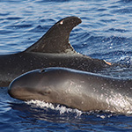 Researchers Capture Video of False Killer Whale’s Encounter with Longline